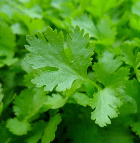 Parsley Essential Oil India 5